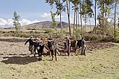 Agriculture in Peruvian puna